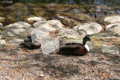 Image of Wild ducks