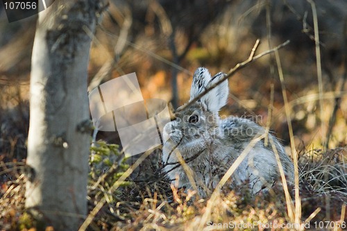 Image of Snowshoe hare in its lay