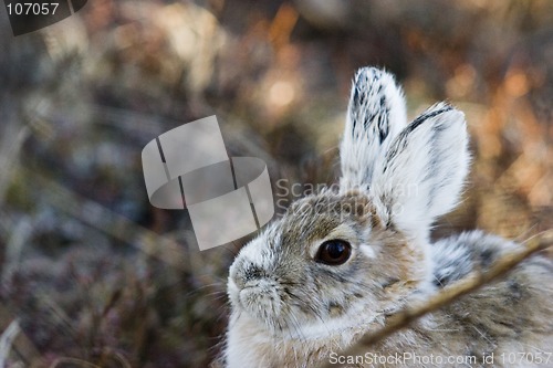 Image of portrait of a bunny