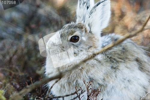 Image of Calm bunny