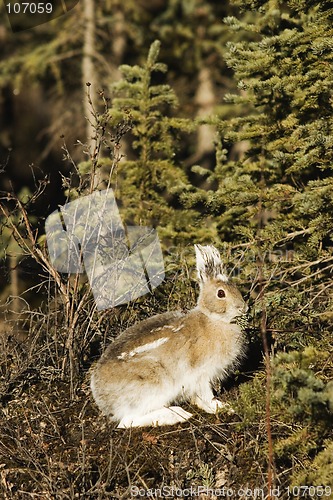 Image of Wild relative of the bunny - showshoe hare