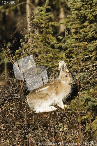 Image of Snowshoe hare, rabbit, bunny