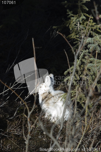 Image of Snowshoe hare, wild, sunbathing