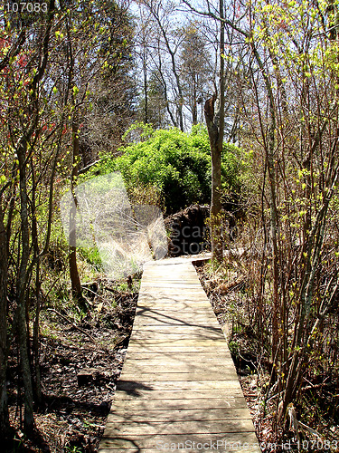 Image of NJ Forest