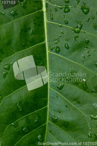 Image of Big green plant leaf macro