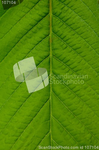 Image of Big green plant leaf macro