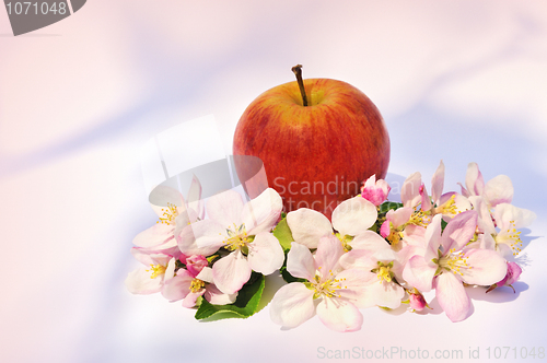 Image of Apple and apple tree blossoms