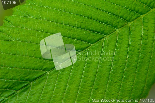 Image of Big green plant leaf macro