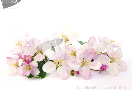 Image of Apple blossoms - isolated