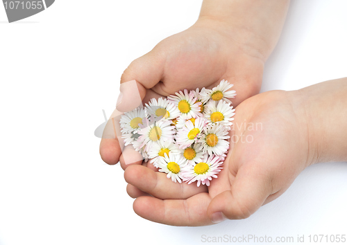 Image of Hands of little girl  with Daisy