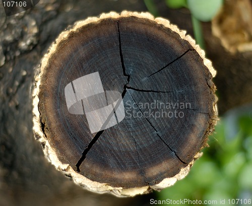 Image of Tree trunk cut