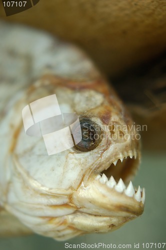 Image of Dried dead piranha fish teeth