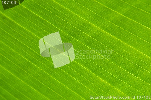 Image of Big green plant leaf macro