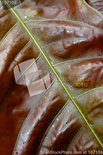 Image of Big red plant leaf macro