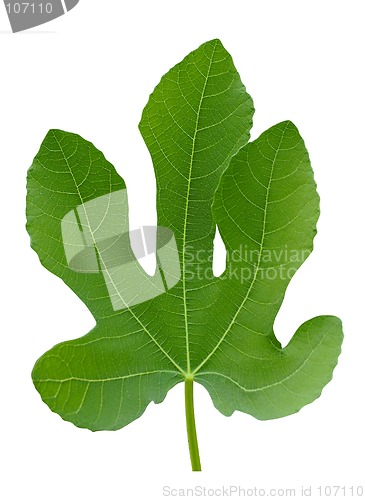 Image of Big fig tree green plant leaf macro isolated