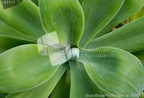 Image of Big cactus leaves close-up