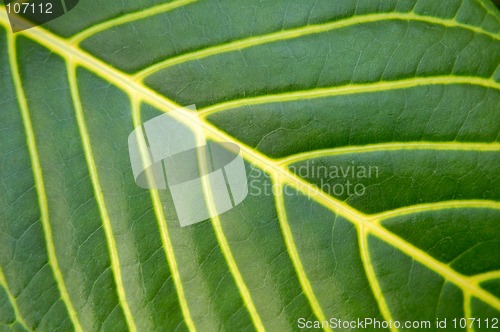 Image of Big green plant leaf macro