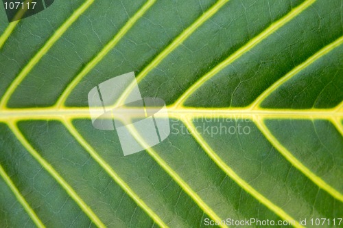 Image of Big green plant leaf macro