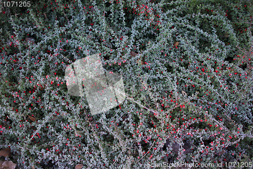 Image of Cotoneaster background