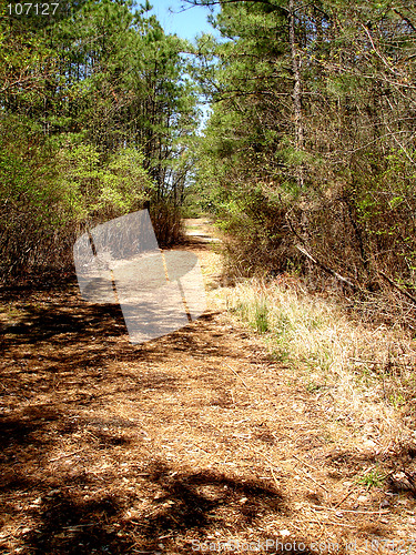 Image of NJ Forest 3