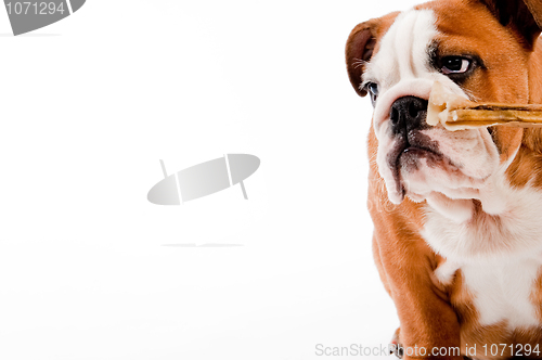 Image of english Bulldog puppy