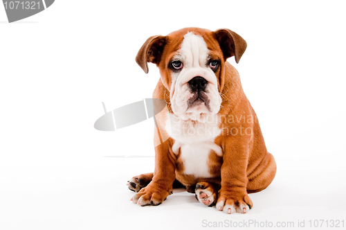 Image of puppy