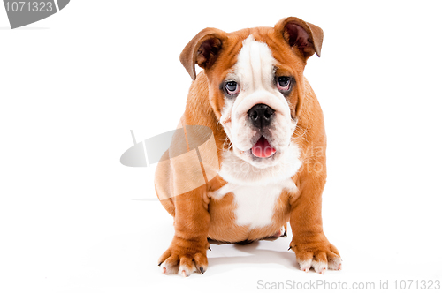 Image of english Bulldog puppy