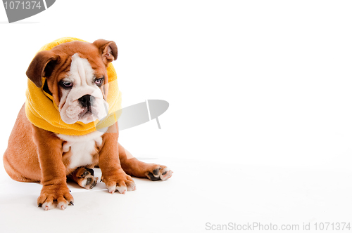 Image of english Bulldog puppy