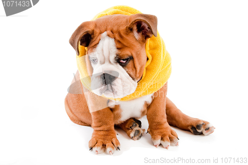 Image of english Bulldog dog