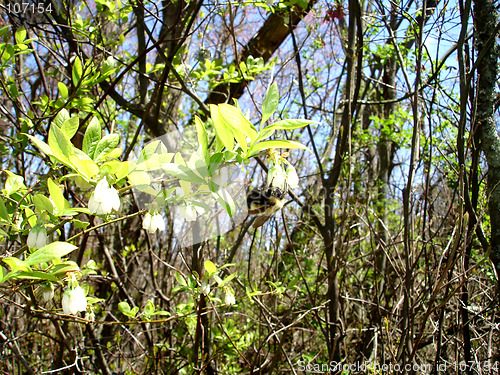 Image of NJ Forest 5