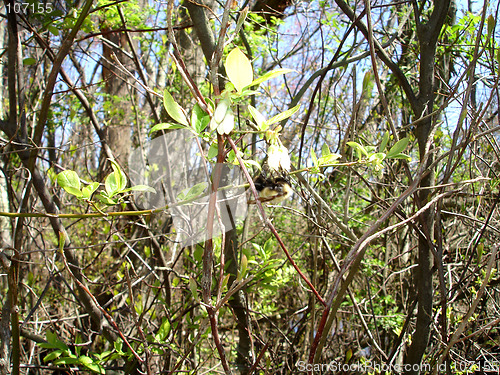 Image of Green Leaves