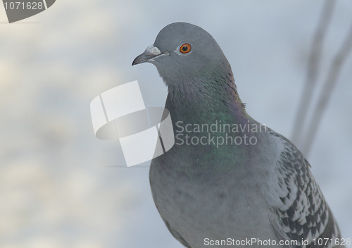 Image of Dove