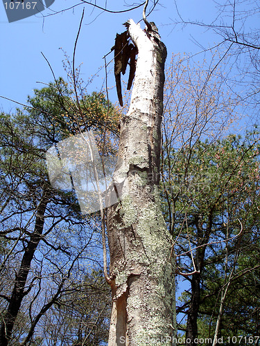 Image of NJ Trees 2