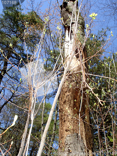 Image of NJ Trees