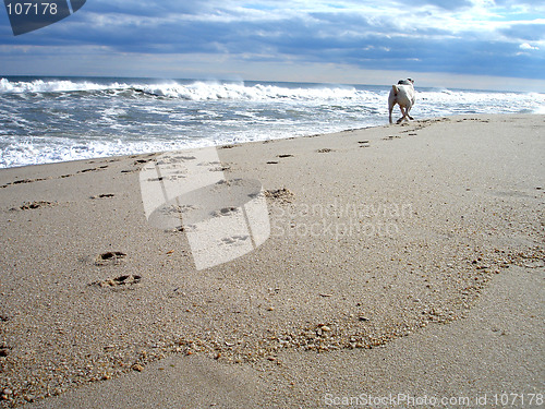 Image of Benson on beach