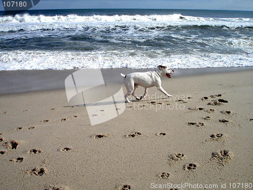 Image of Benson on beach 2