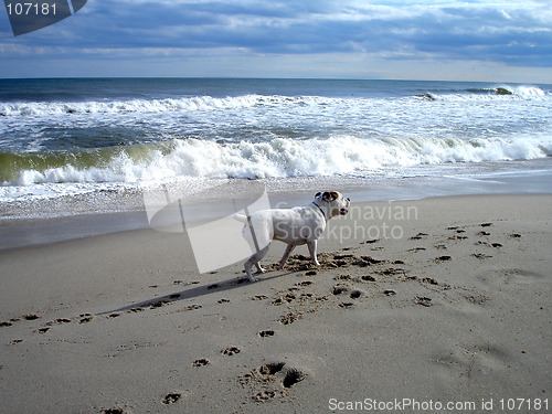 Image of Benson on beach 3