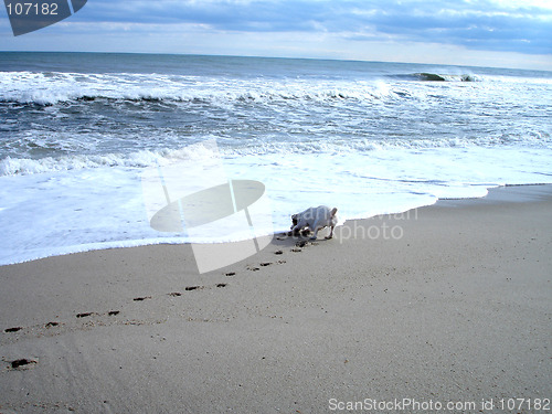 Image of Benson on beach 4