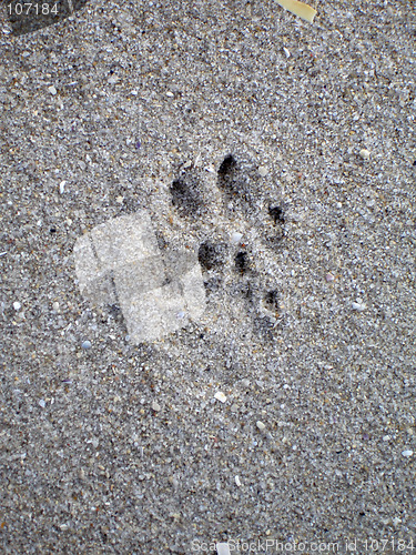 Image of Paw print on sand