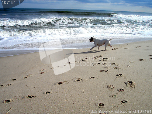 Image of Benson on beach 5