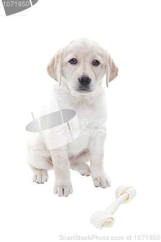 Image of Golden Retriever Puppy
