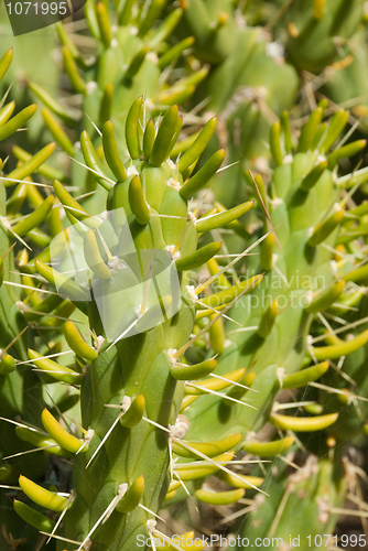 Image of Cactus