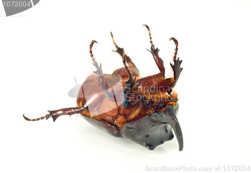 Image of Belly of unicorn or rhinoceros beetle