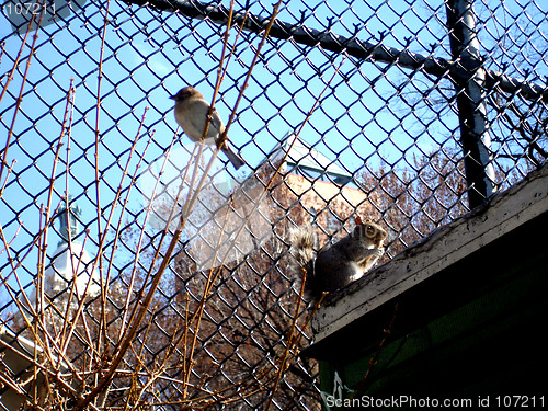 Image of NYC animals