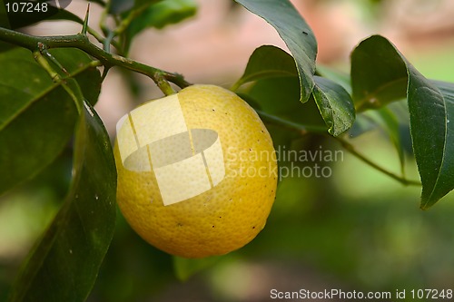 Image of fresh lemon