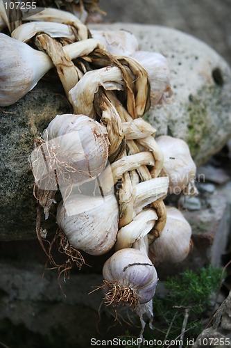 Image of Garlic bulbs