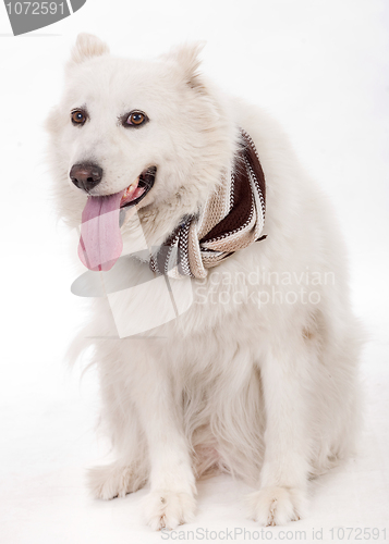 Image of White dog facing the camera with muffler scarf on the ne