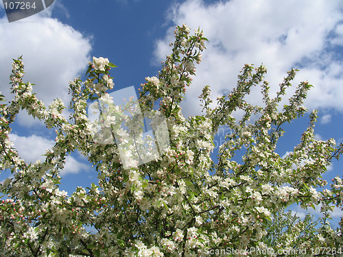 Image of Spring