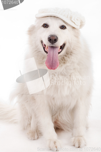 Image of dog sitting on the floor with cap