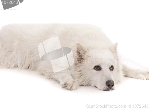 Image of Beautiful White aski severe dog laying down